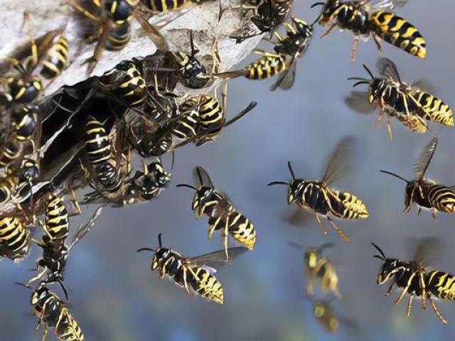 adur-pest-control (14)-kireth-ai